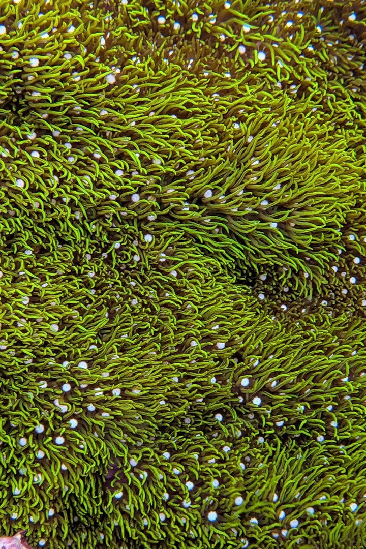 Green Star Polyp Coral