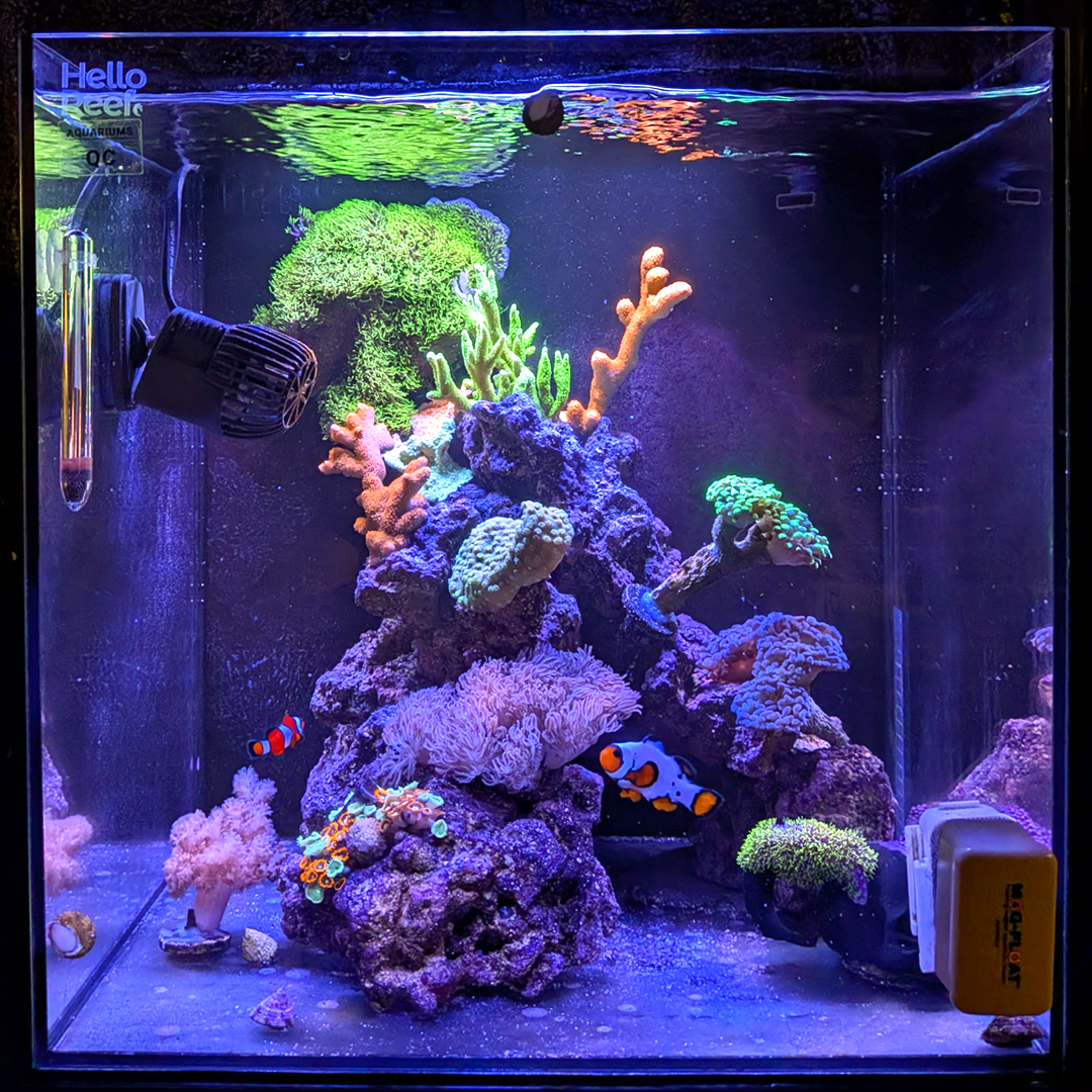 Hello Reef 15-gallon AIO Glass Cube Tank