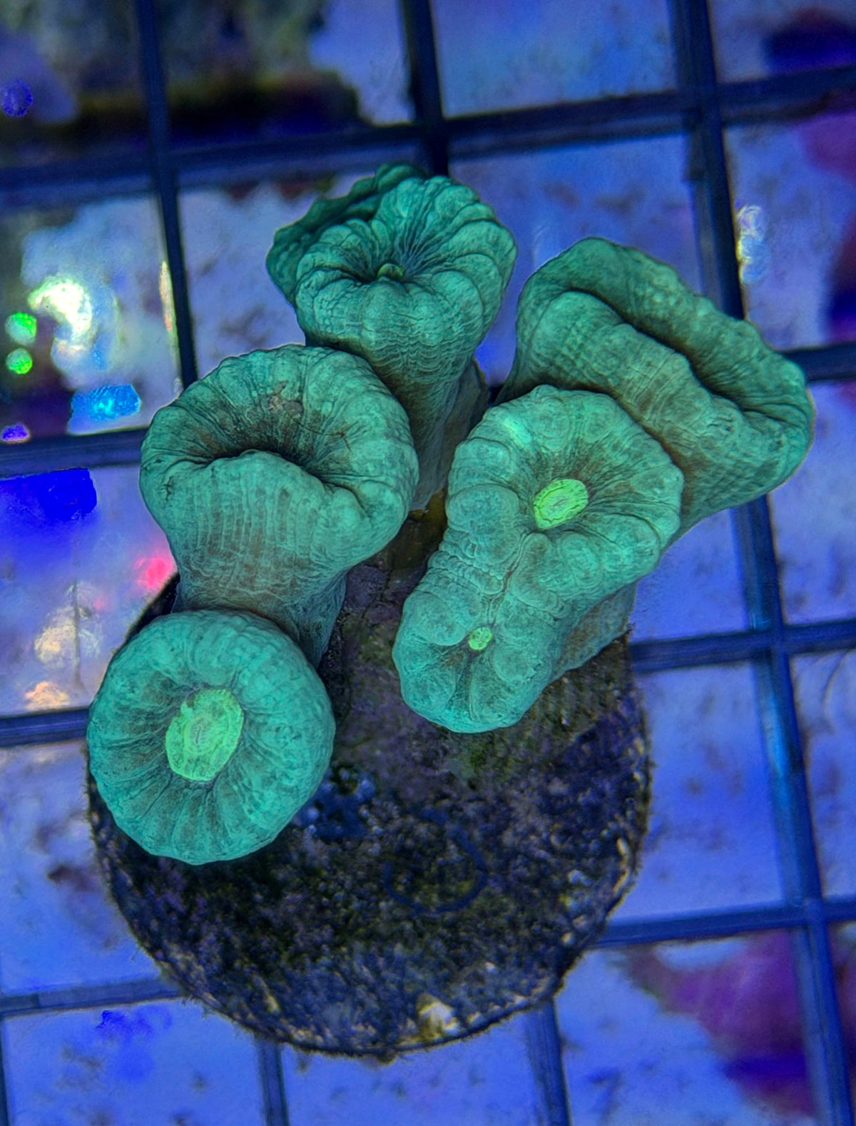 (RSCF) Neon Green Candy Cane Coral WYSIWYG