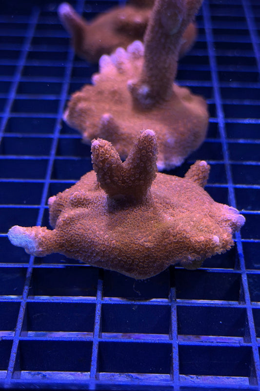 (RSCF) Red Montipora digitata WYSIWYG