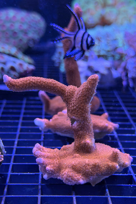 (RSCF) Red Montipora digitata WYSIWYG