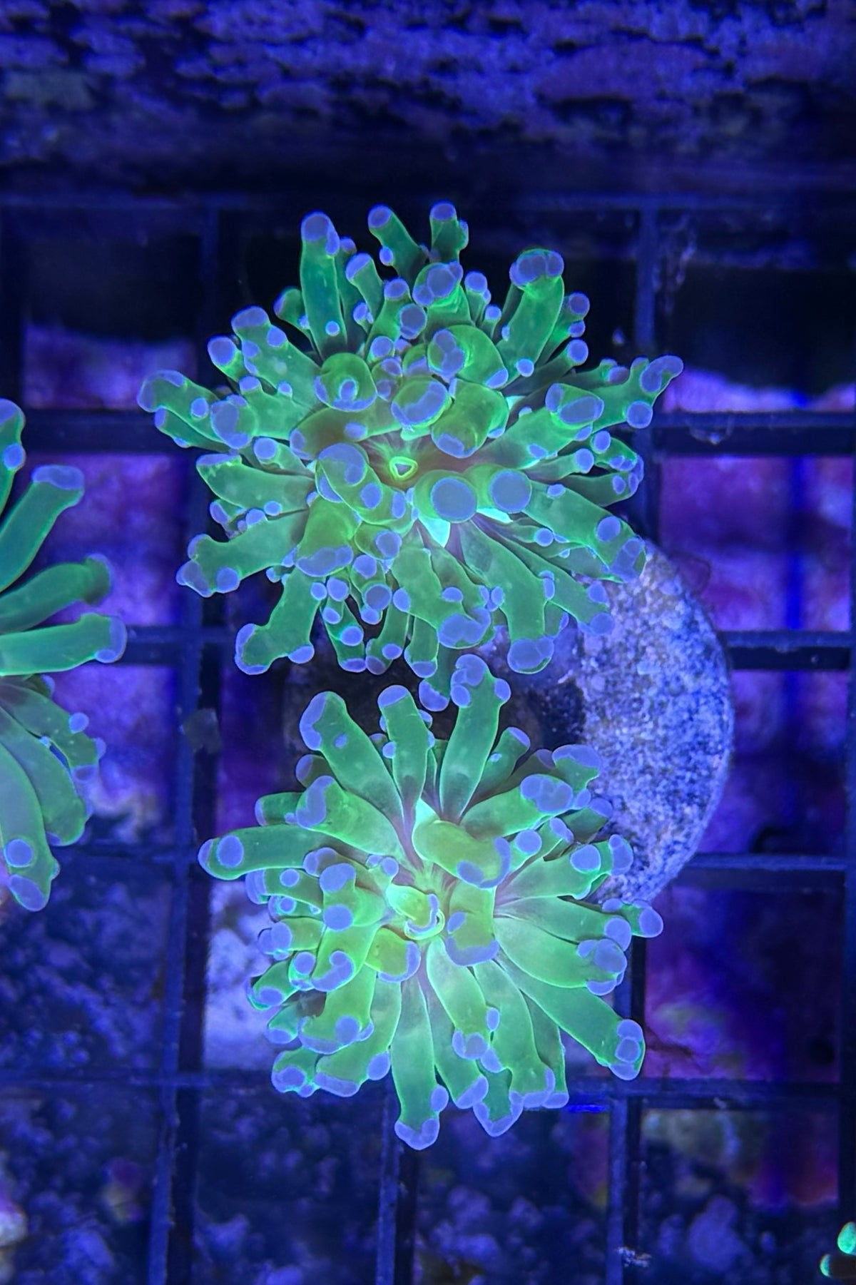 (RSCF) Purple Tip Euphyllia Frogspawn Coral WYSIWYG