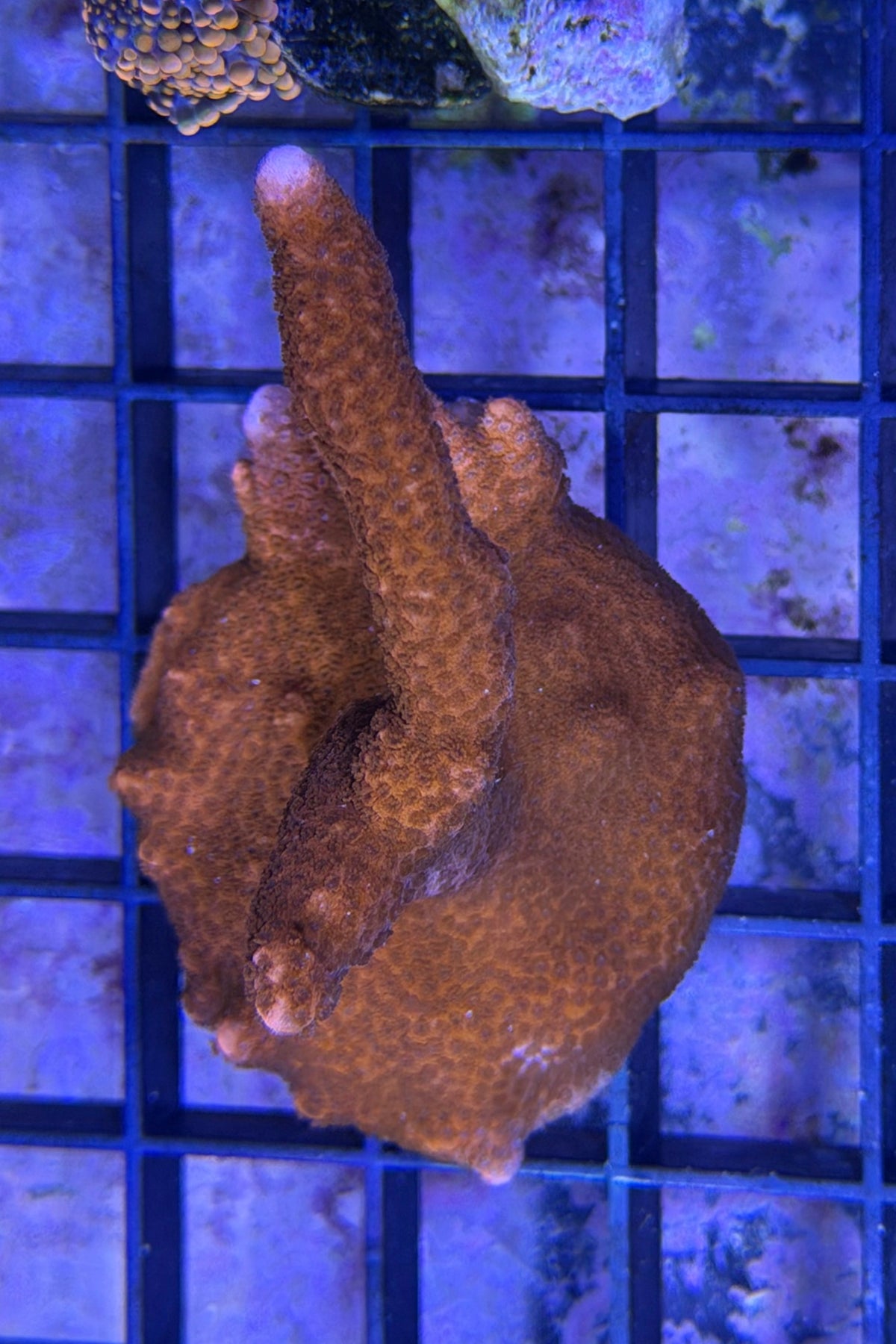 (RSCF) Red Montipora digitata WYSIWYG