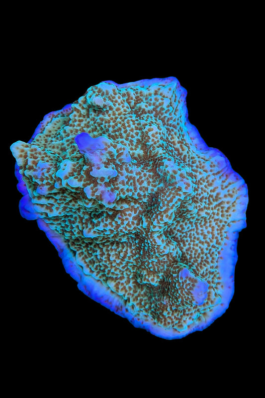 Jedi Mind Trick Montipora Coral