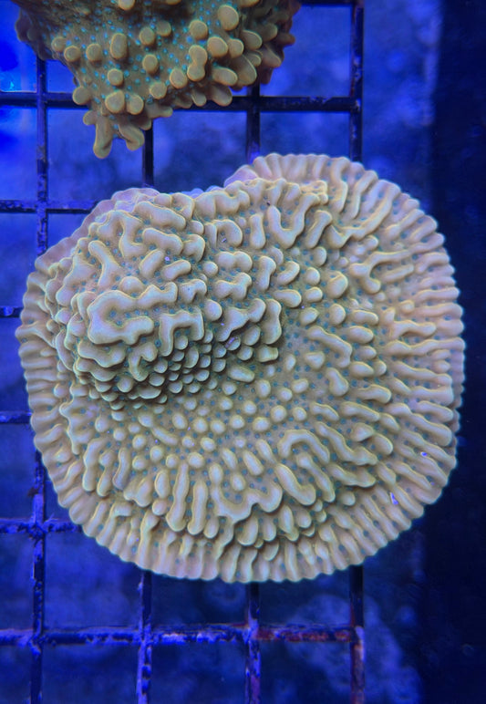 (RSCF) Jason Fox Beach Bum Montipora Coral WYSIWYG (mini colony)