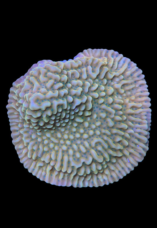 (RSCF) Jason Fox Beach Bum Montipora Coral WYSIWYG (mini colony)