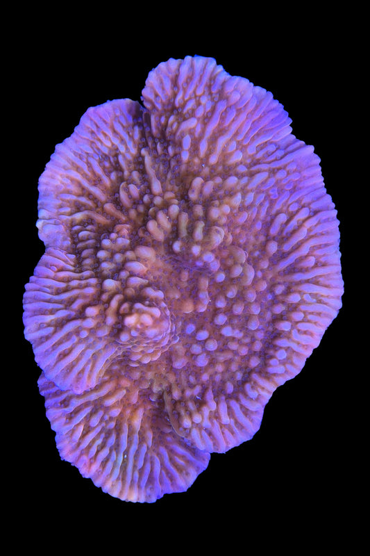 (RSCF) Nauti Spiral Montipora WYSIWYG
