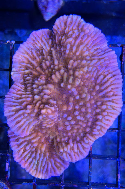 (RSCF) Nauti Spiral Montipora WYSIWYG