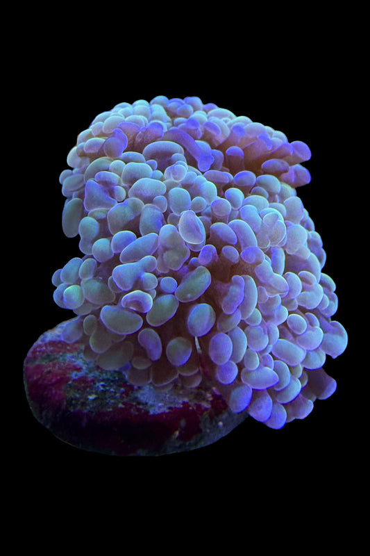 (RSCF) Golden Hammer Coral WYSIWYG
