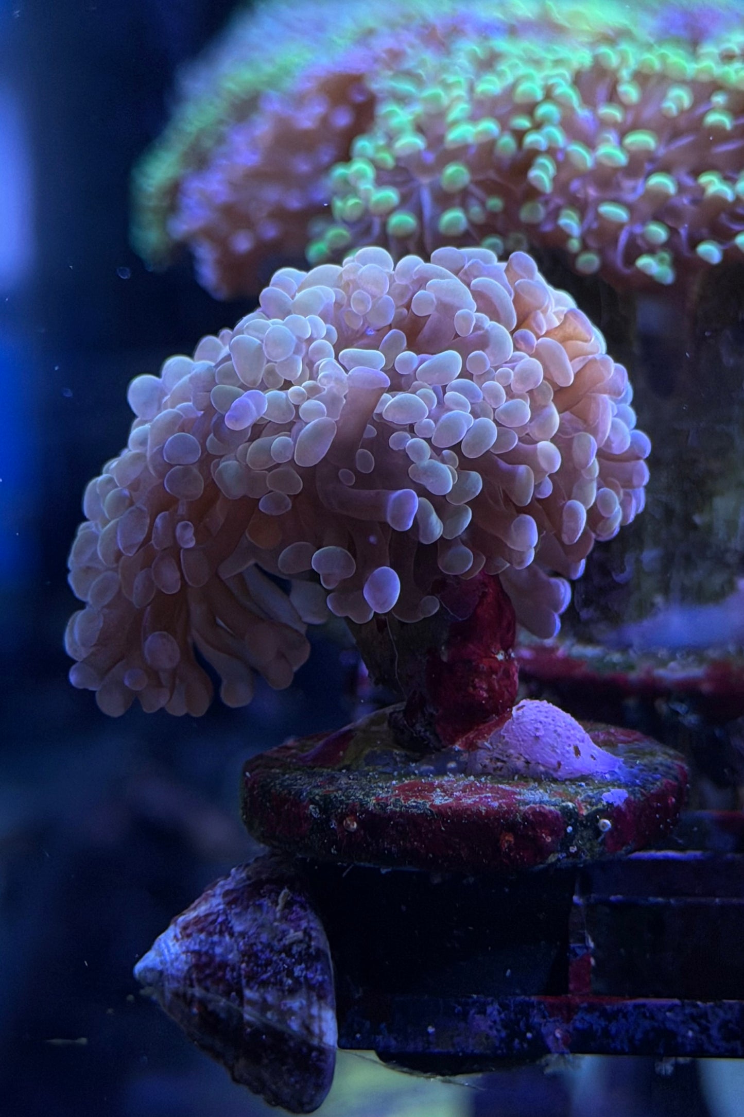 (RSCF) Golden Hammer Coral WYSIWYG