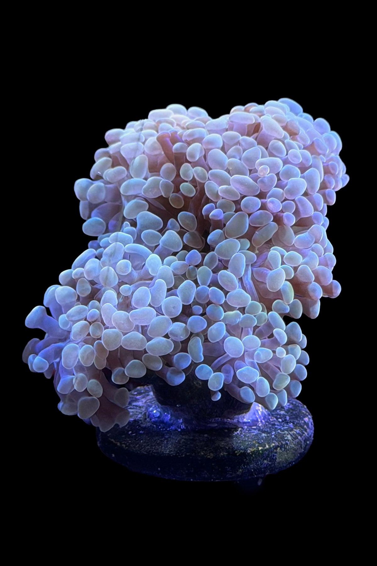 (RSCF) Golden Hammer Coral WYSIWYG