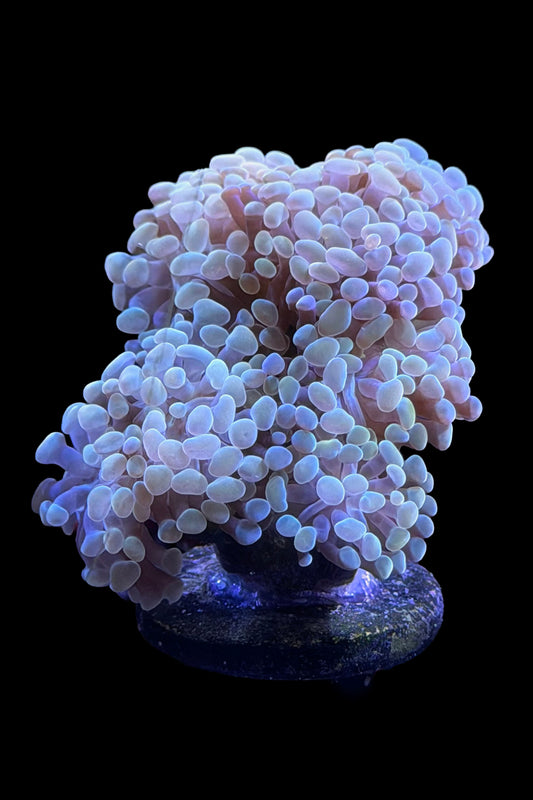 (RSCF) Golden Hammer Coral WYSIWYG