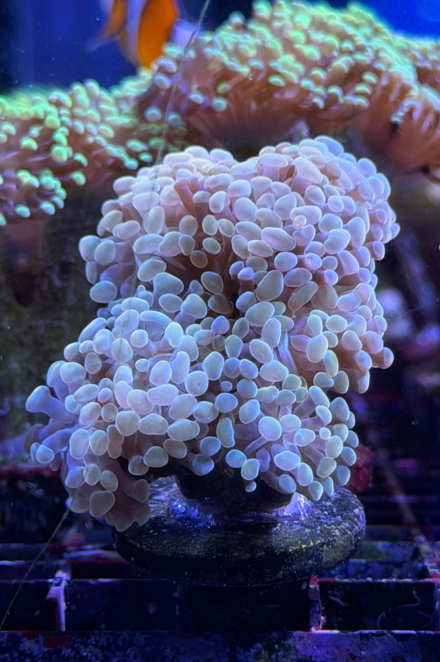 (RSCF) Golden Hammer Coral WYSIWYG
