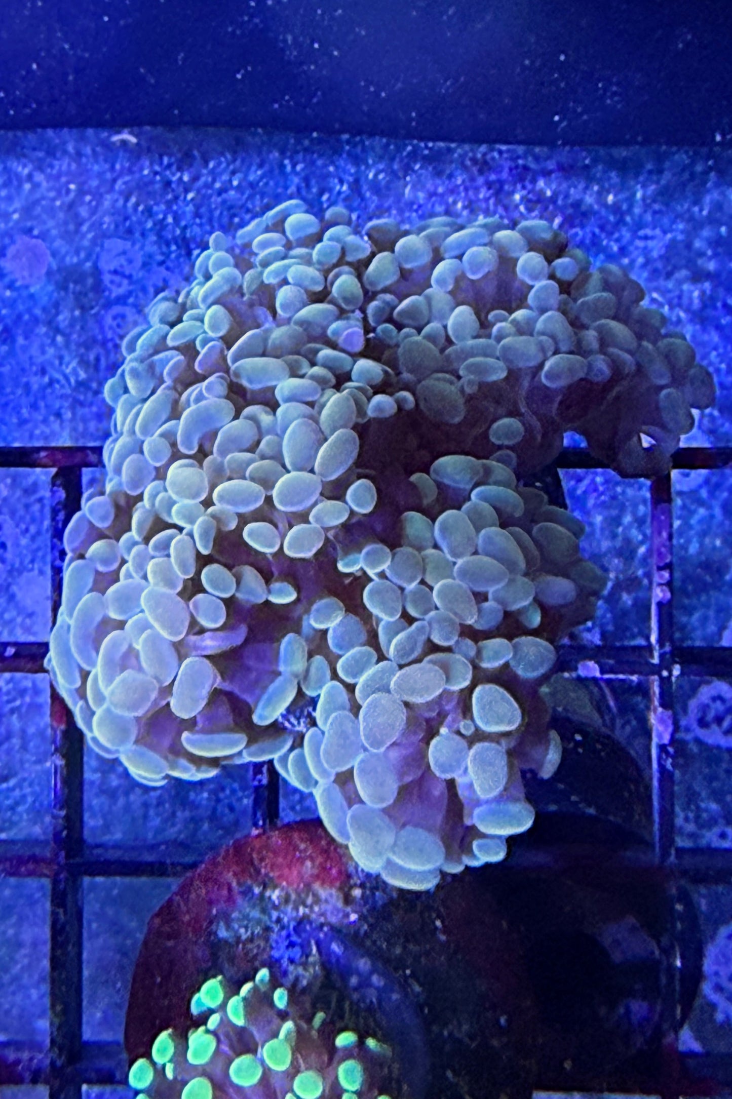 (RSCF) Golden Hammer Coral WYSIWYG