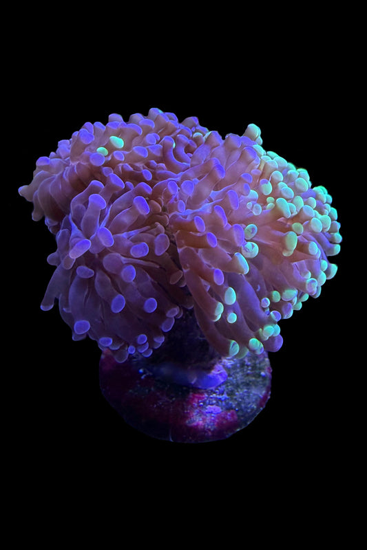 (RSCF) Bicolor Euphyllia Frogspawn Coral WYSIWYG