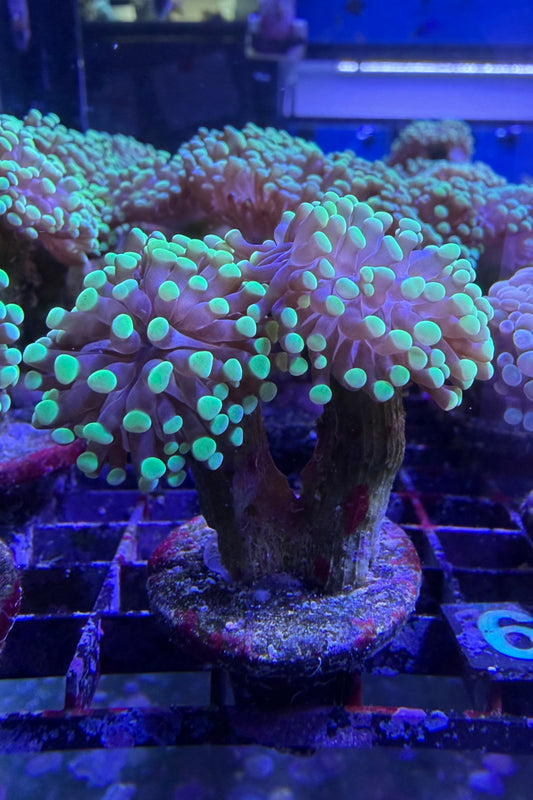 (RSCF) Bicolor Euphyllia Frogspawn Coral WYSIWYG
