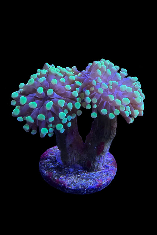 (RSCF) Bicolor Euphyllia Frogspawn Coral WYSIWYG