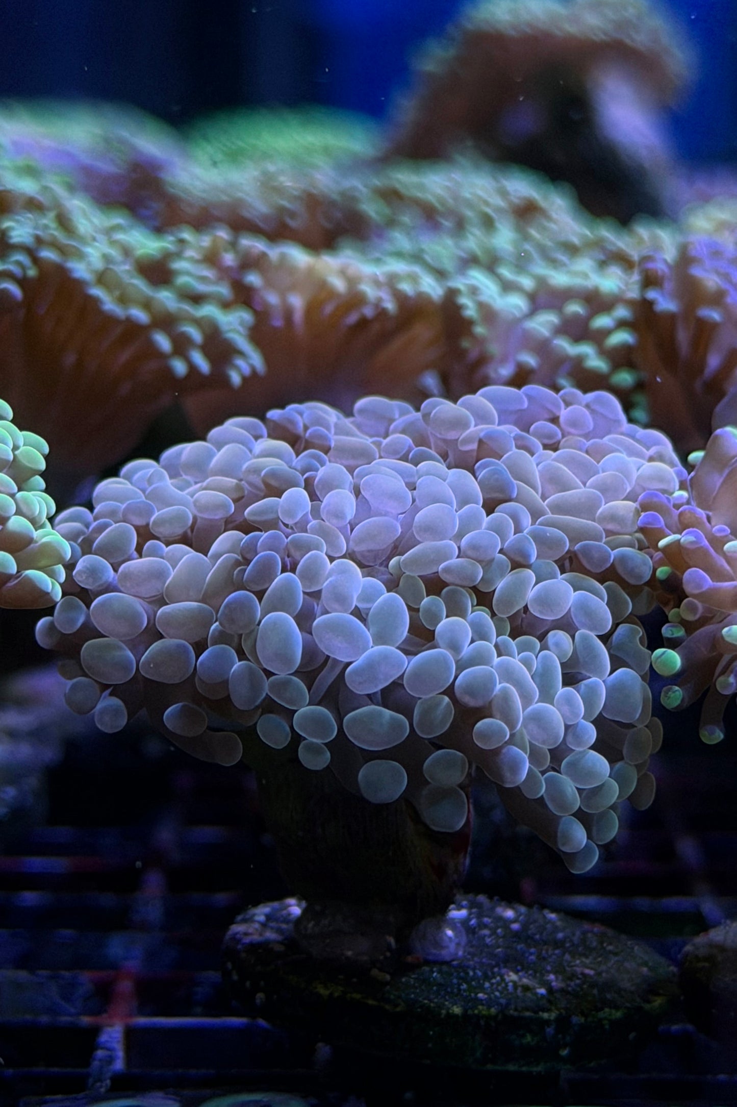 (RSCF) Golden Hammer Coral WYSIWYG