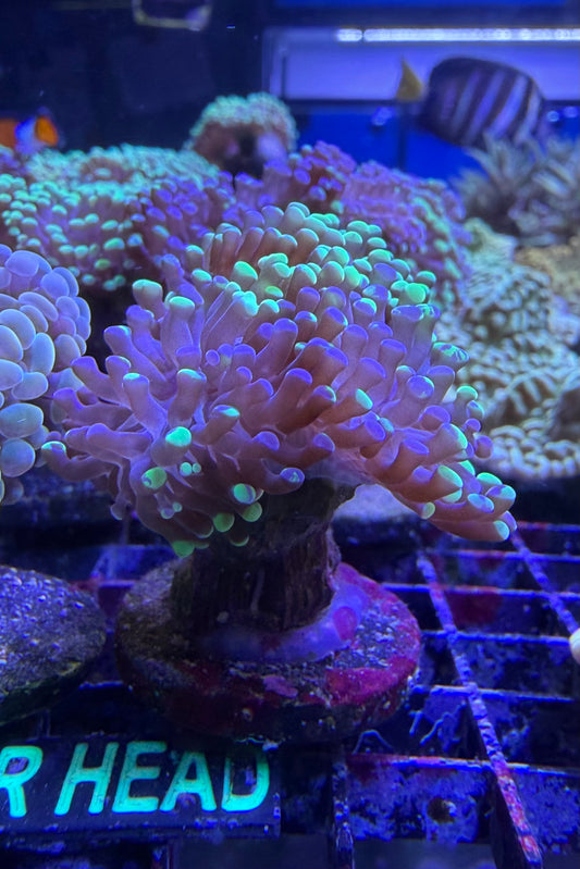 (RSCF) Bicolor Euphyllia Frogspawn Coral WYSIWYG