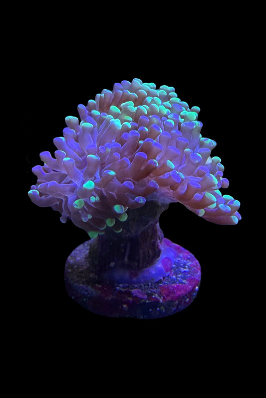 (RSCF) Bicolor Euphyllia Frogspawn Coral WYSIWYG