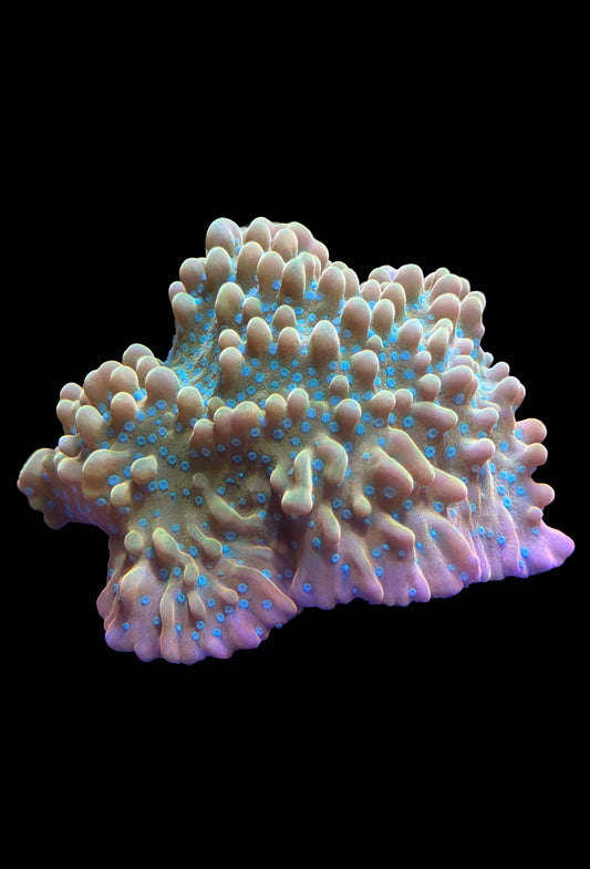 (RSCF) Jason Fox Vino Montipora WYSIWYG
