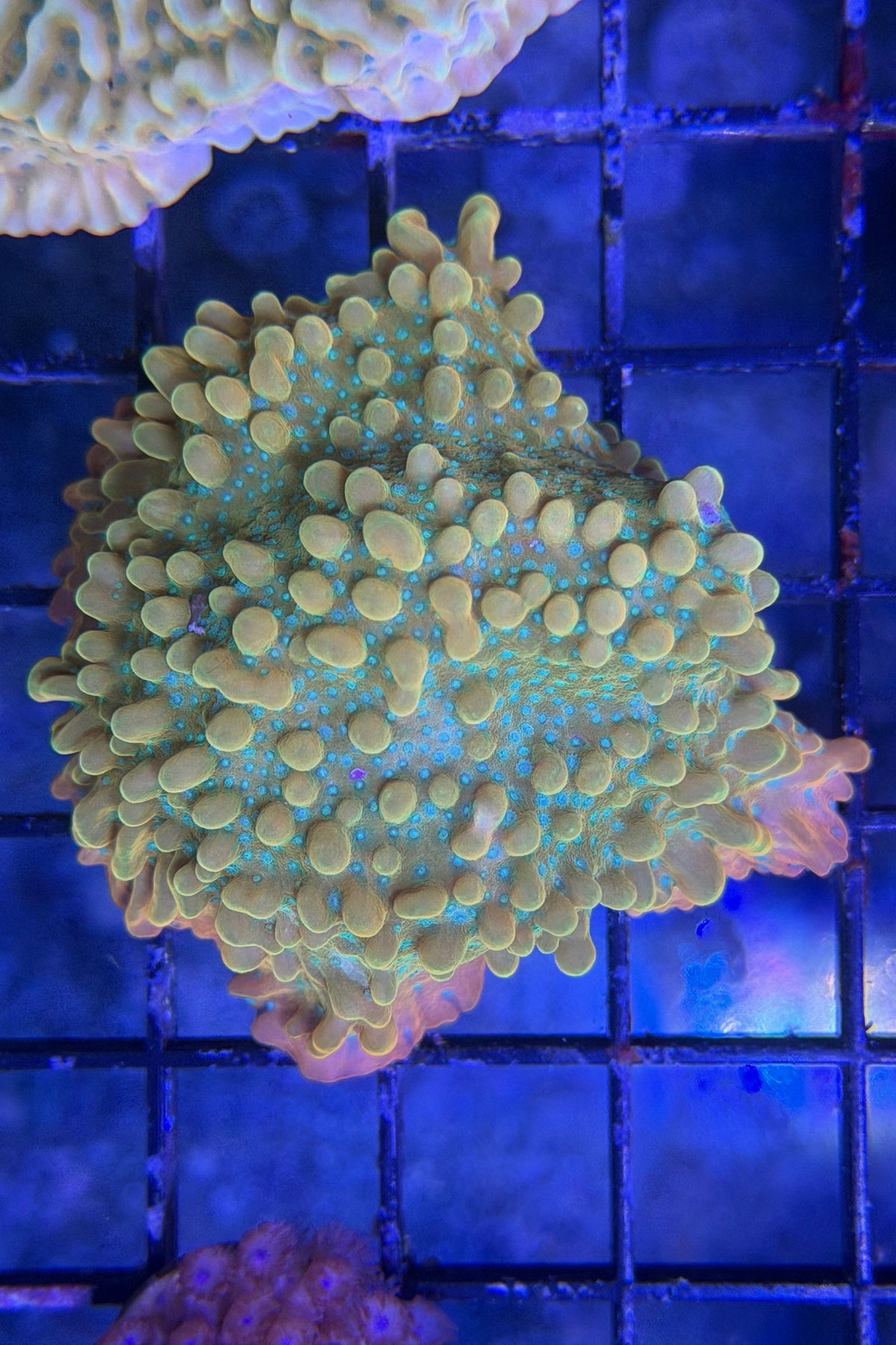 (RSCF) Jason Fox Vino Montipora WYSIWYG