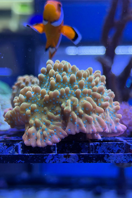 (RSCF) Jason Fox Vino Montipora WYSIWYG