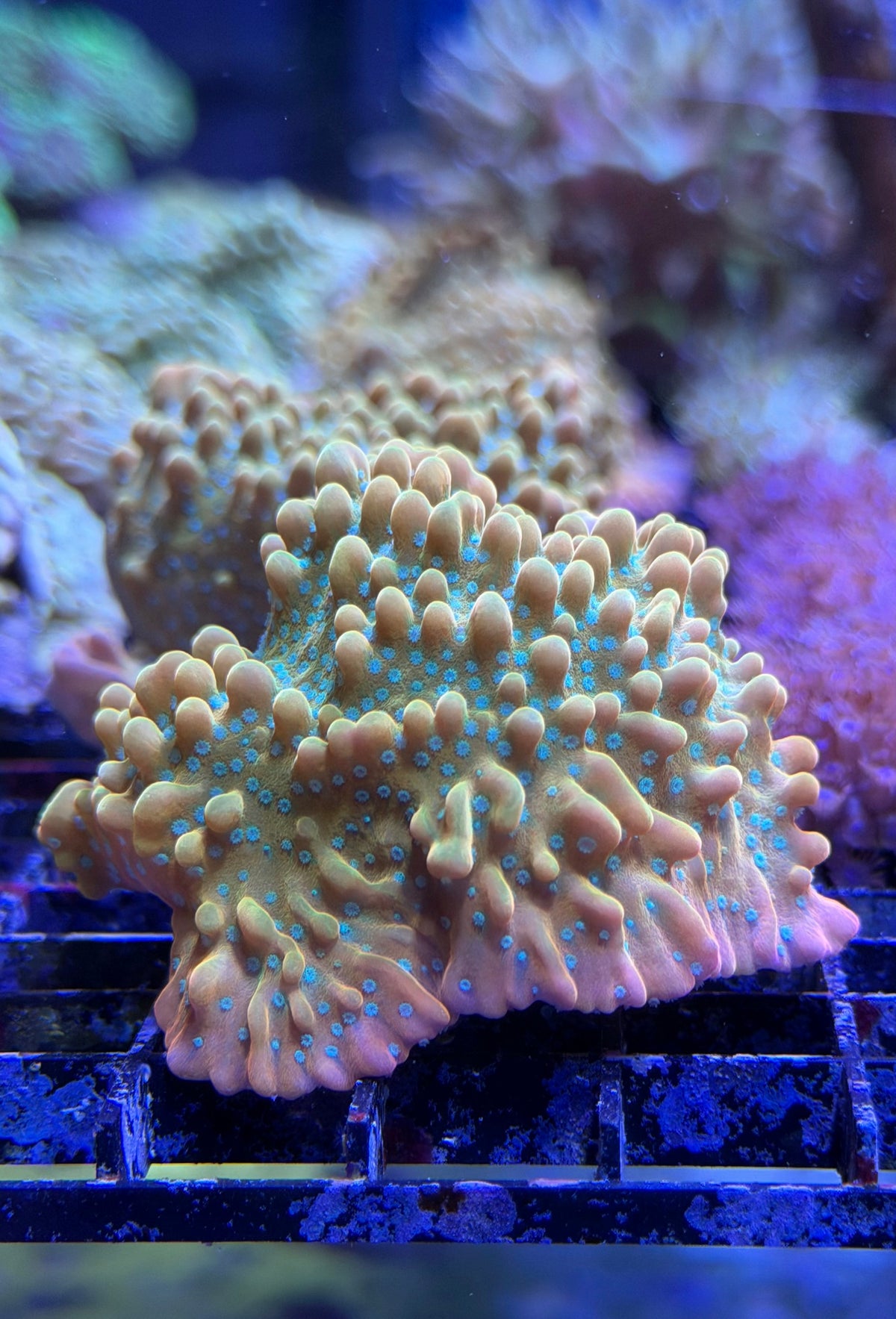 (RSCF) Jason Fox Vino Montipora WYSIWYG
