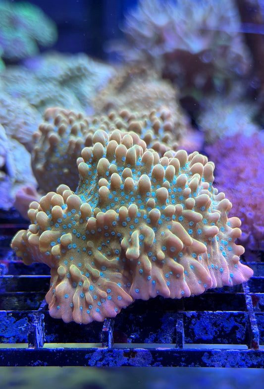 (RSCF) Jason Fox Vino Montipora WYSIWYG