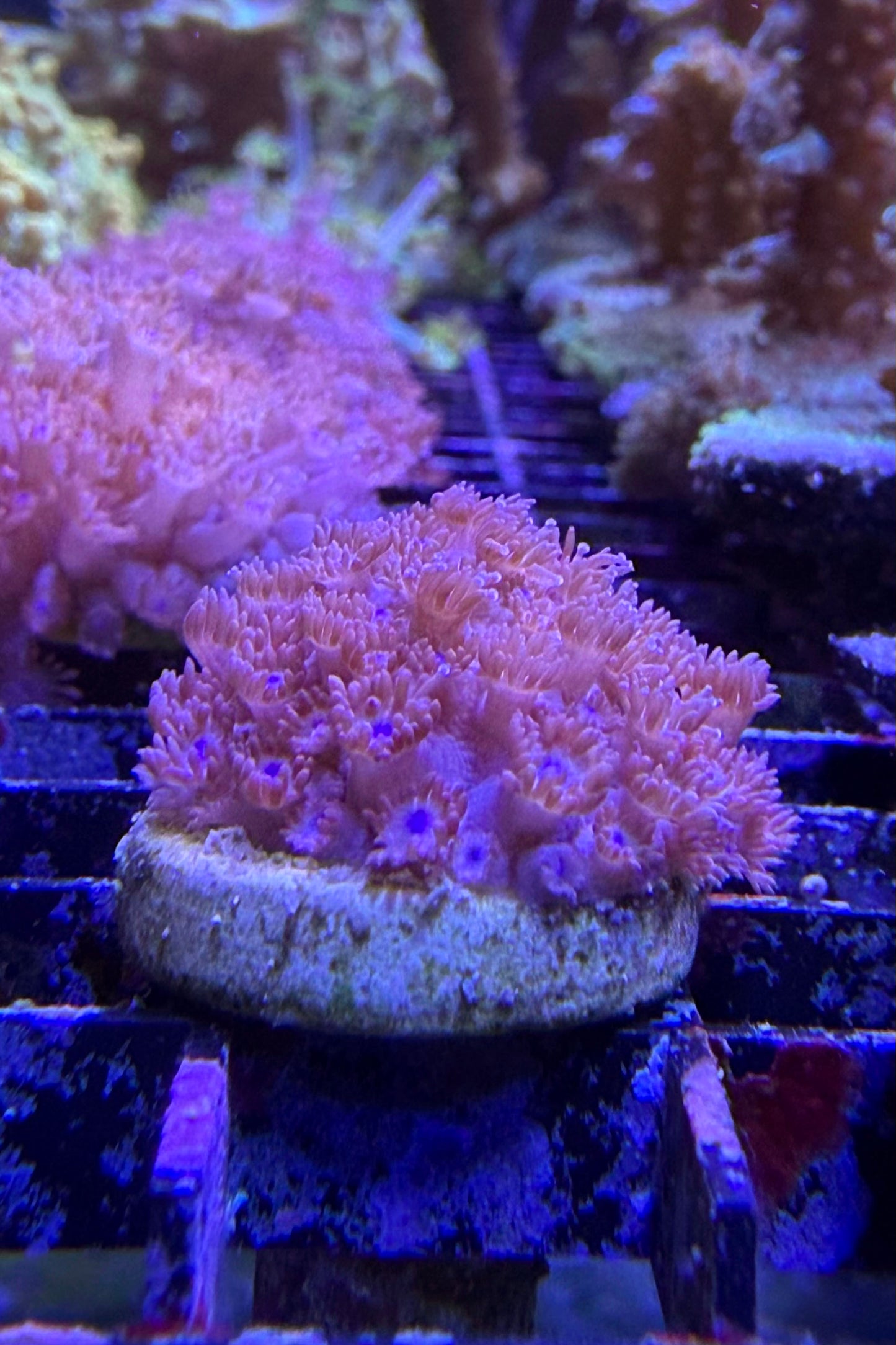 Red Goniopora Coral WYSIWYG