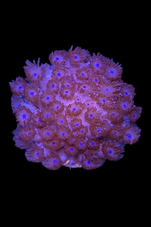 Red Goniopora Coral WYSIWYG