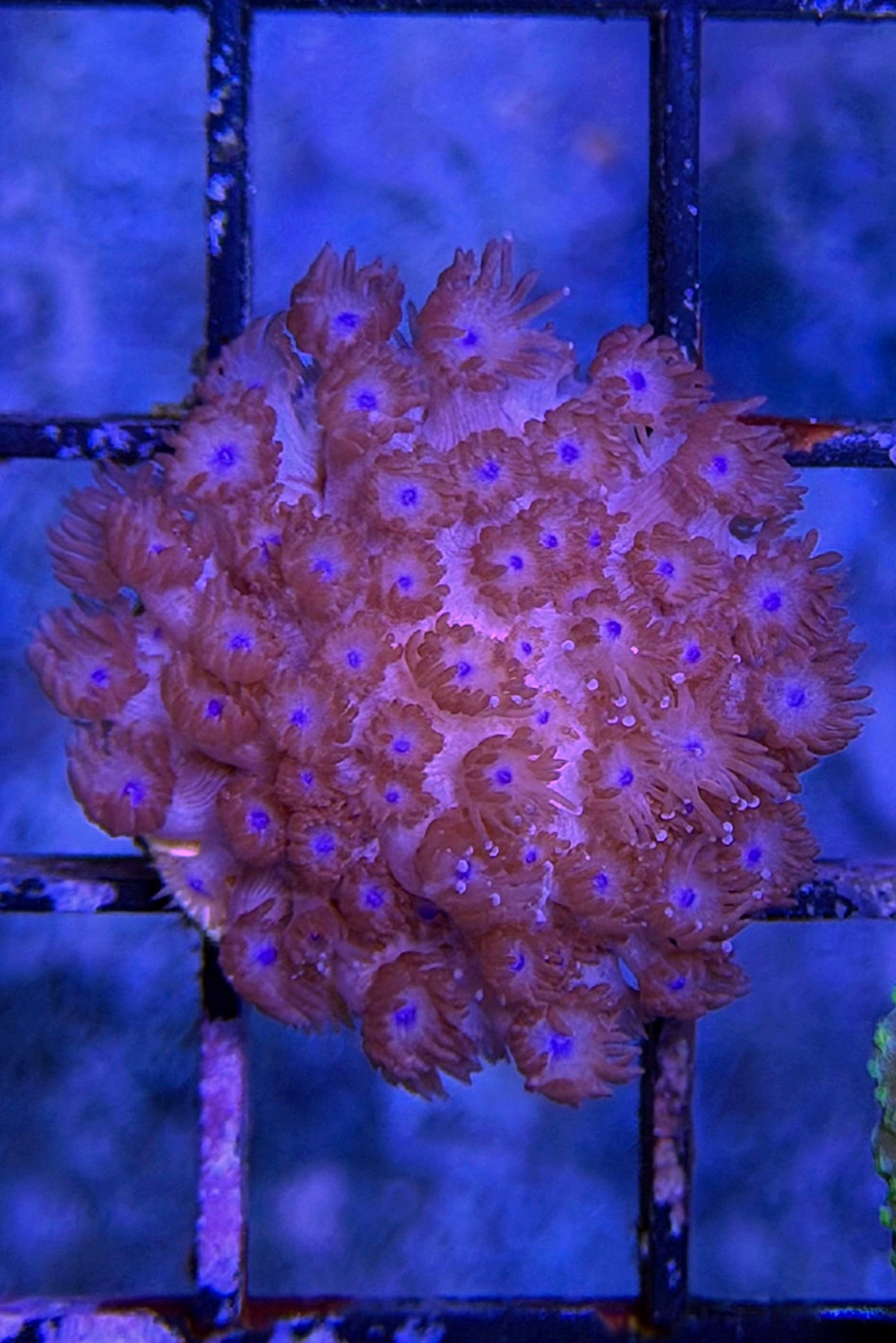 Red Goniopora Coral WYSIWYG