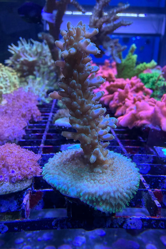 (RSCF) Aquatip Staghorn Acropora Coral WYSIWYG