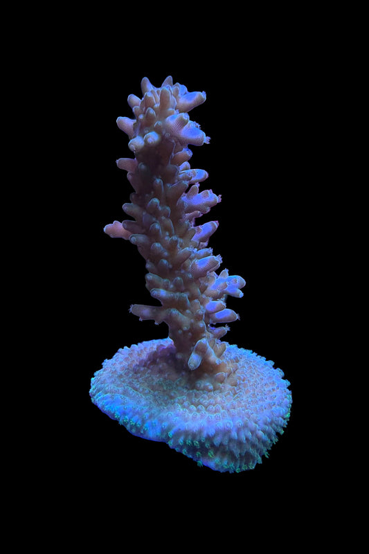 (RSCF) Aquatip Staghorn Acropora Coral WYSIWYG