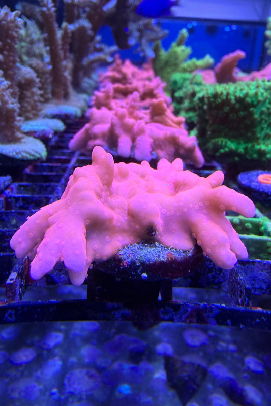 (RSCF) Montipora setosa Coral WYSIWYG