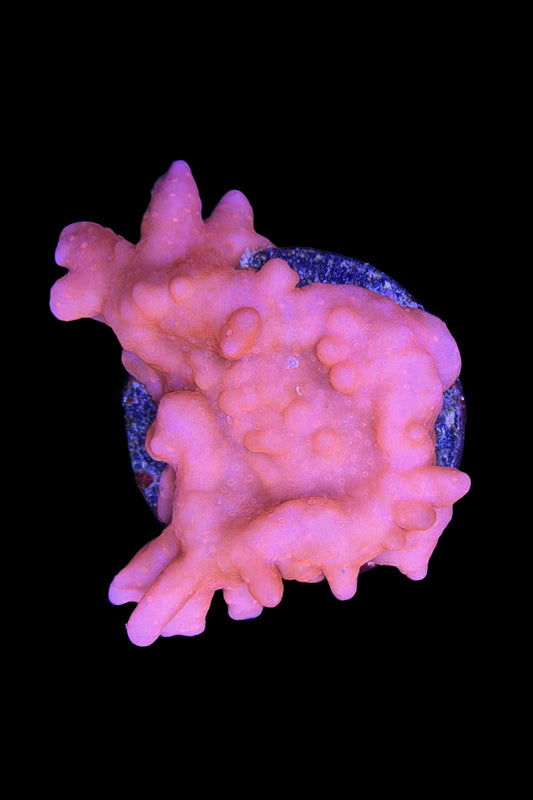 (RSCF) Montipora setosa Coral WYSIWYG