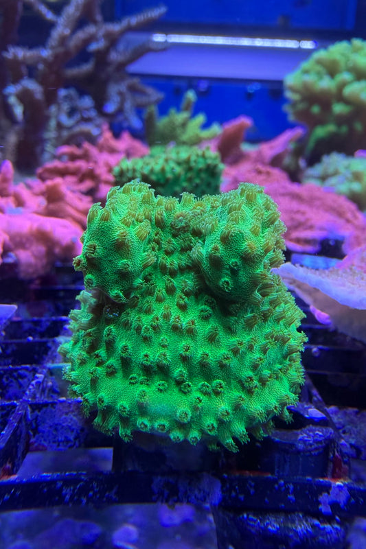 (RSCF) Neon Green Cyphastrea Coral WYSIWYG
