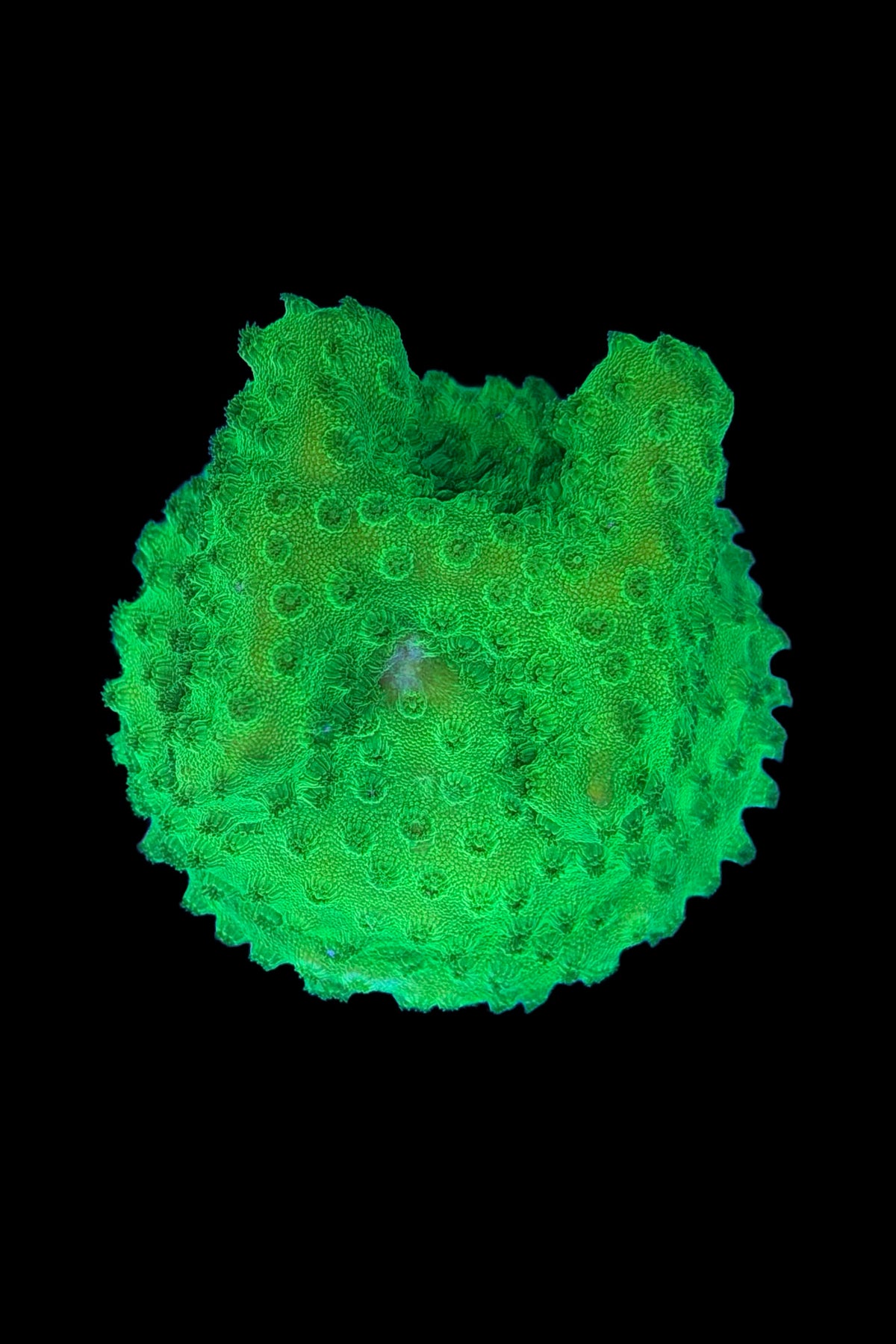 (RSCF) Neon Green Cyphastrea Coral WYSIWYG