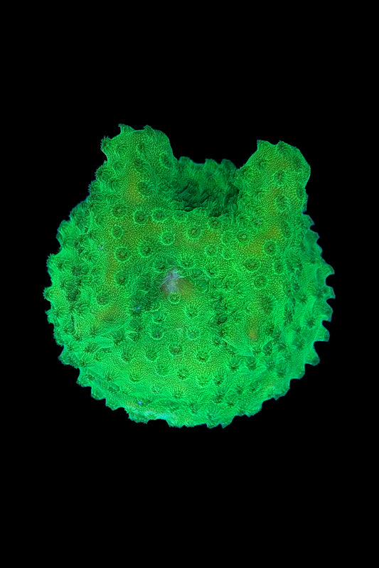 (RSCF) Neon Green Cyphastrea Coral WYSIWYG