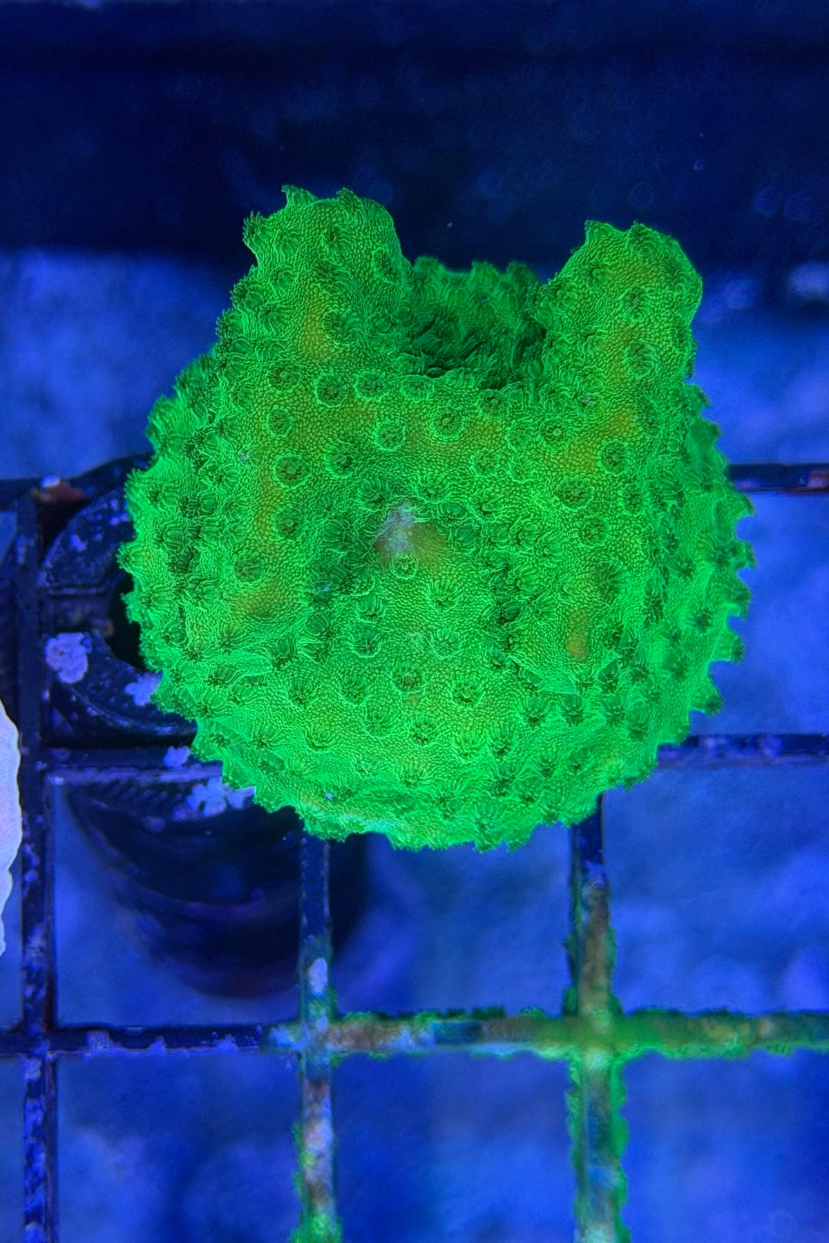 (RSCF) Neon Green Cyphastrea Coral WYSIWYG