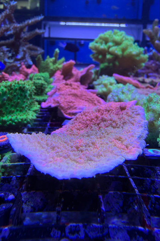 (RSCF) Grafted Montipora Cap Coral WYSIWYG (Mini colony)