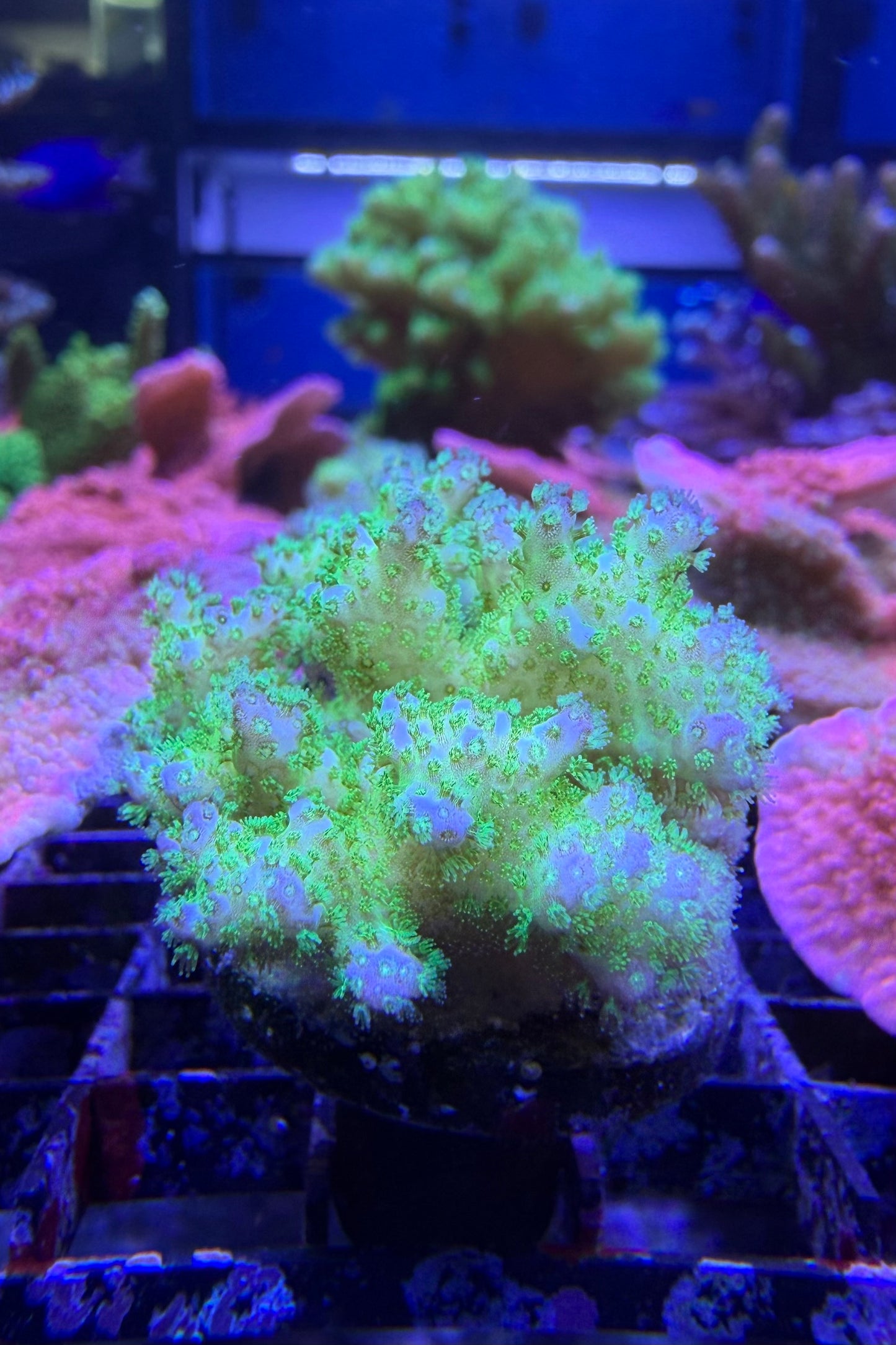 (RSCF) Neon Green Pocillopora Coral WYSIWYG