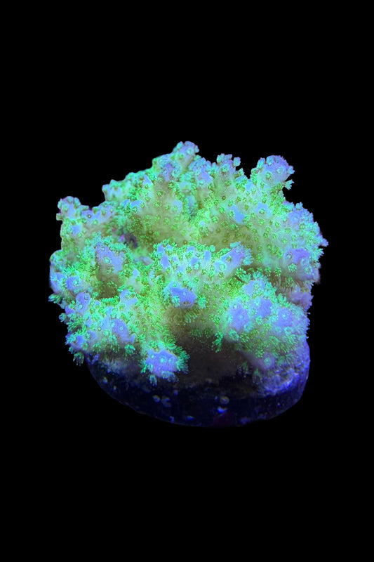 (RSCF) Neon Green Pocillopora Coral WYSIWYG