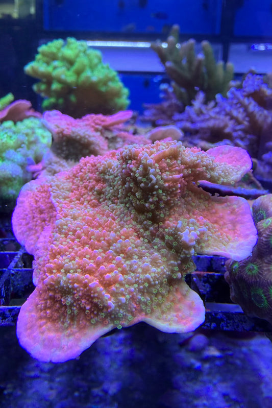 (RSCF) Grafted Montipora Cap Coral WYSIWYG