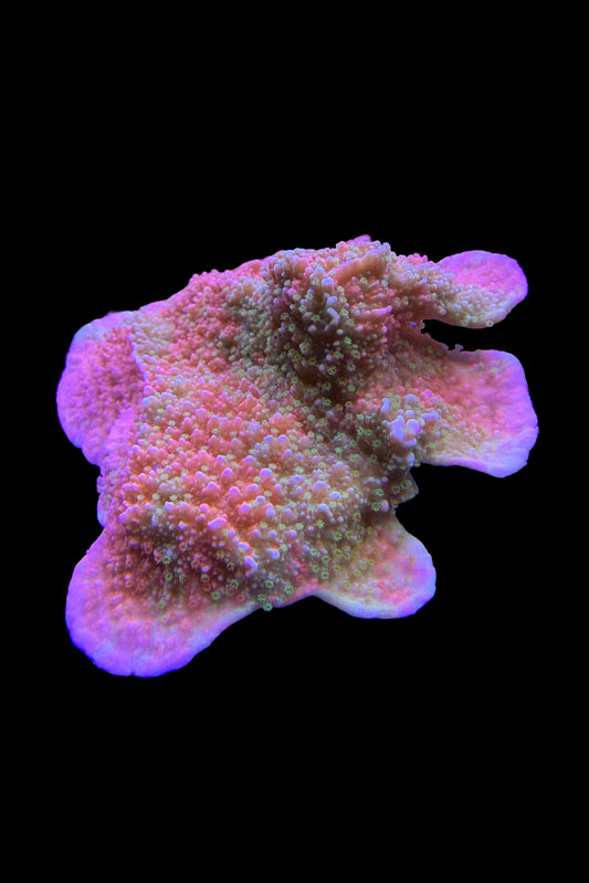 (RSCF) Grafted Montipora Cap Coral WYSIWYG