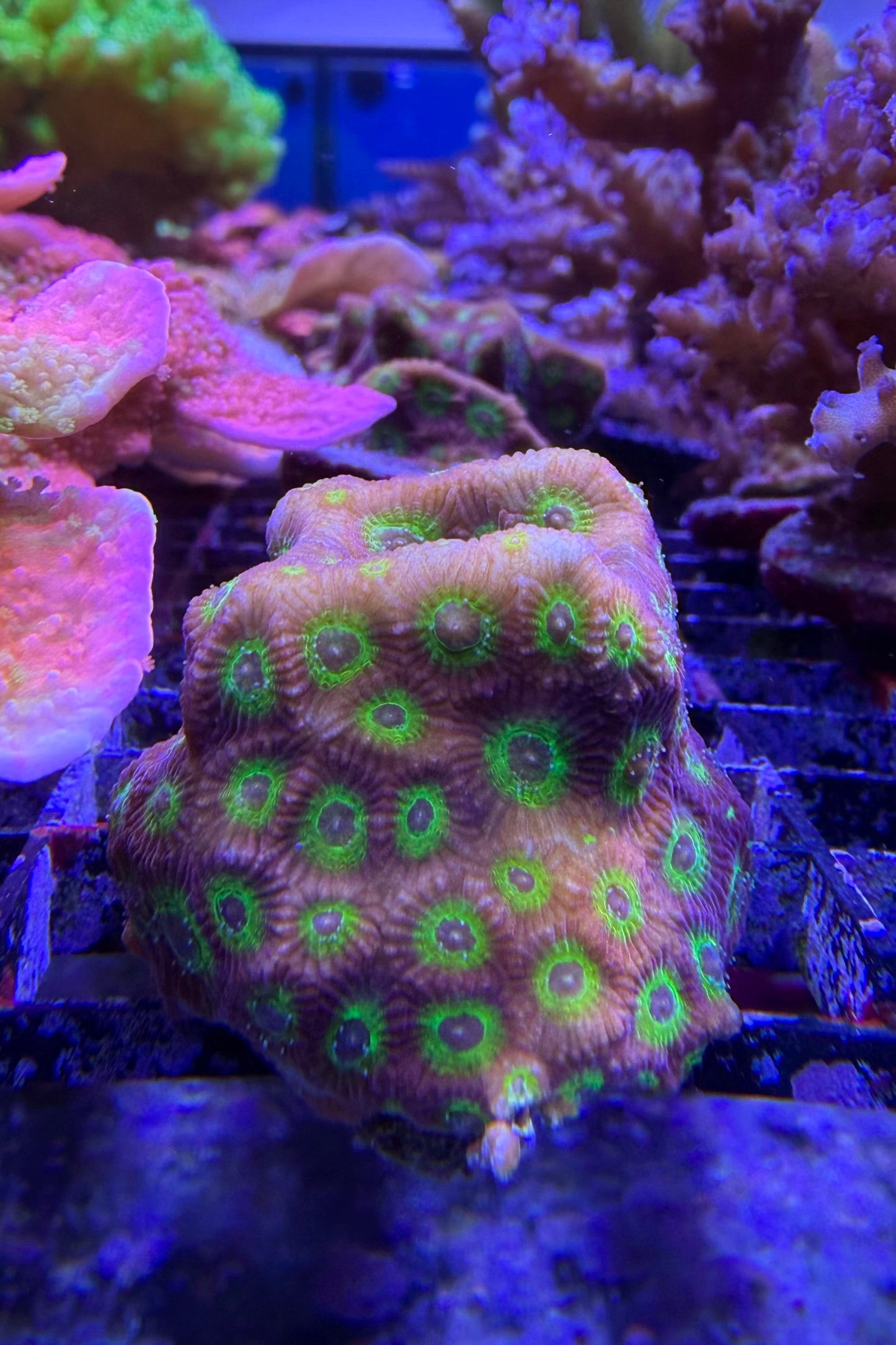 (RSCF) Flame Boi Favia Coral WYSIWG
