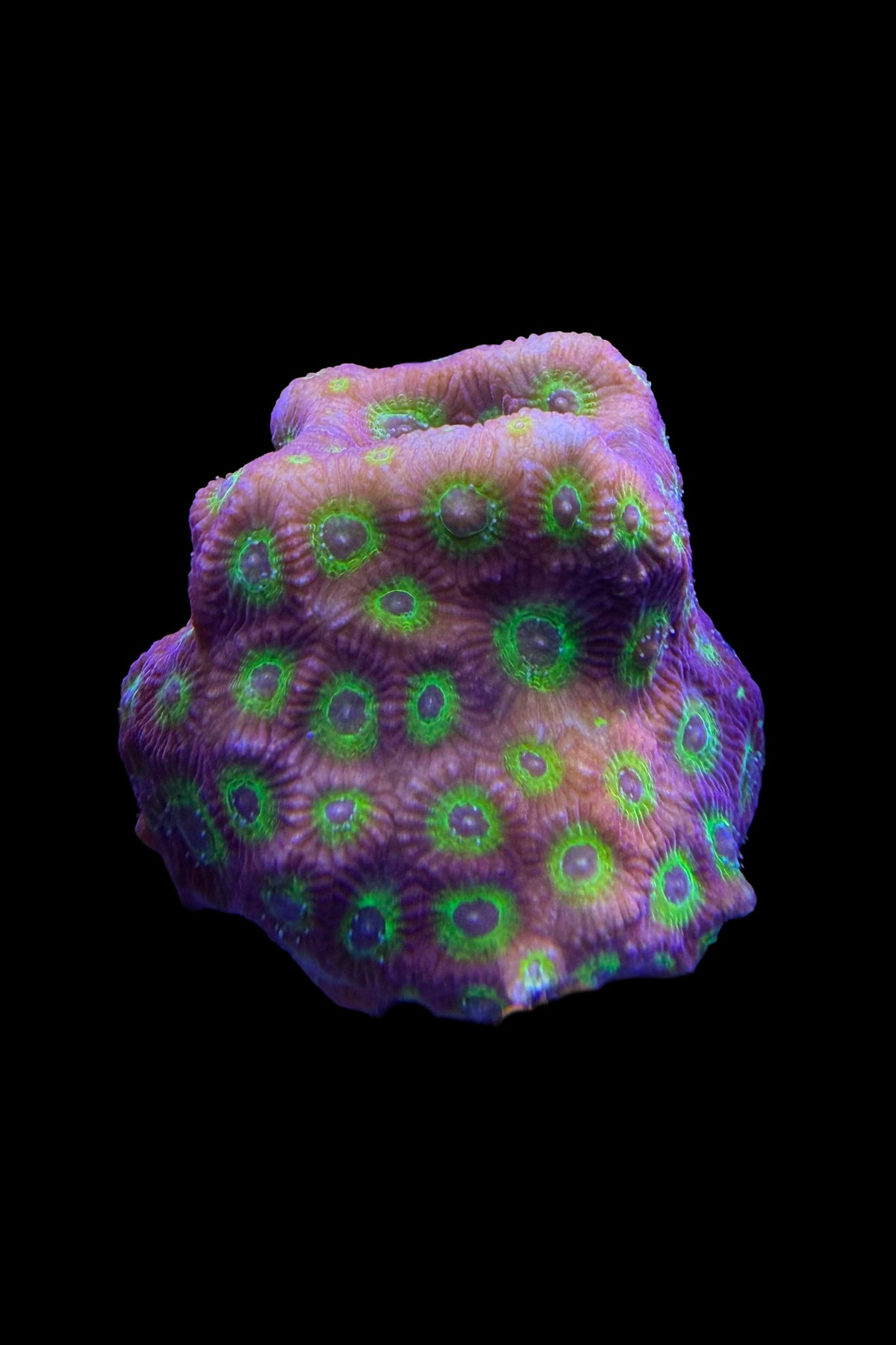 (RSCF) Flame Boi Favia Coral WYSIWG