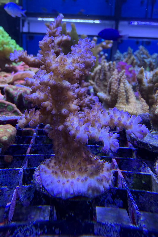 (RSCF) Tricolor Valida Acropora Coral WYSIWYG