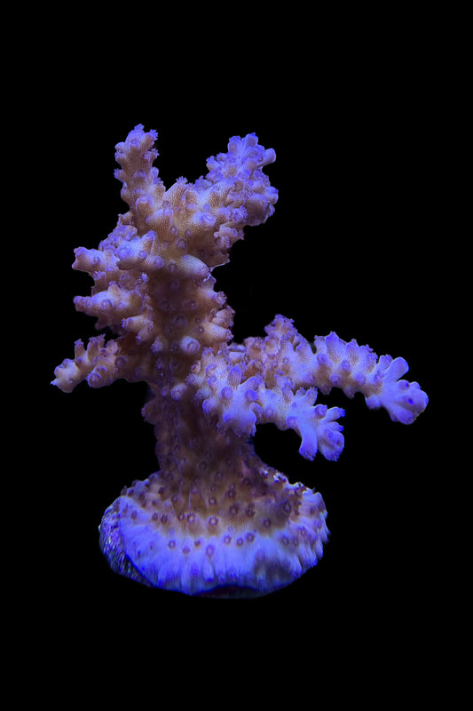 (RSCF) Tricolor Valida Acropora Coral WYSIWYG