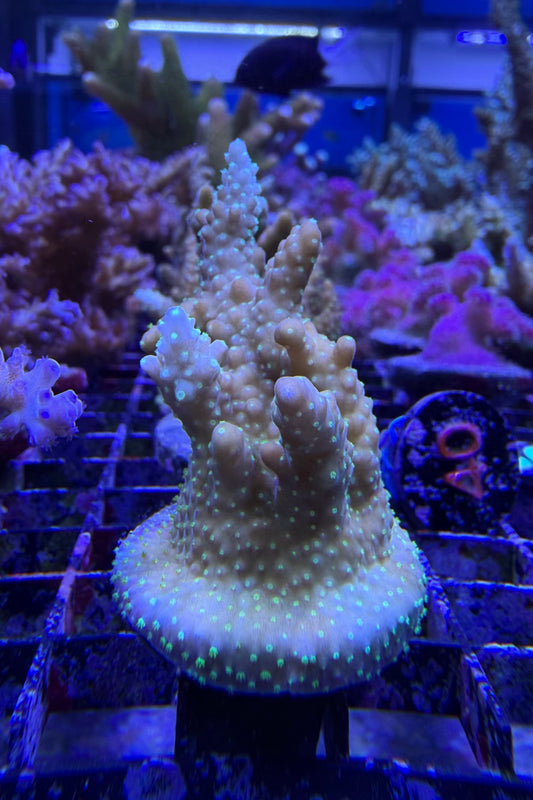 (RSCF) Gold with Green Polyps Acropora Coral WYSIWYG